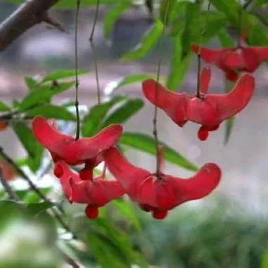 横涧宪波盆景，花卉园