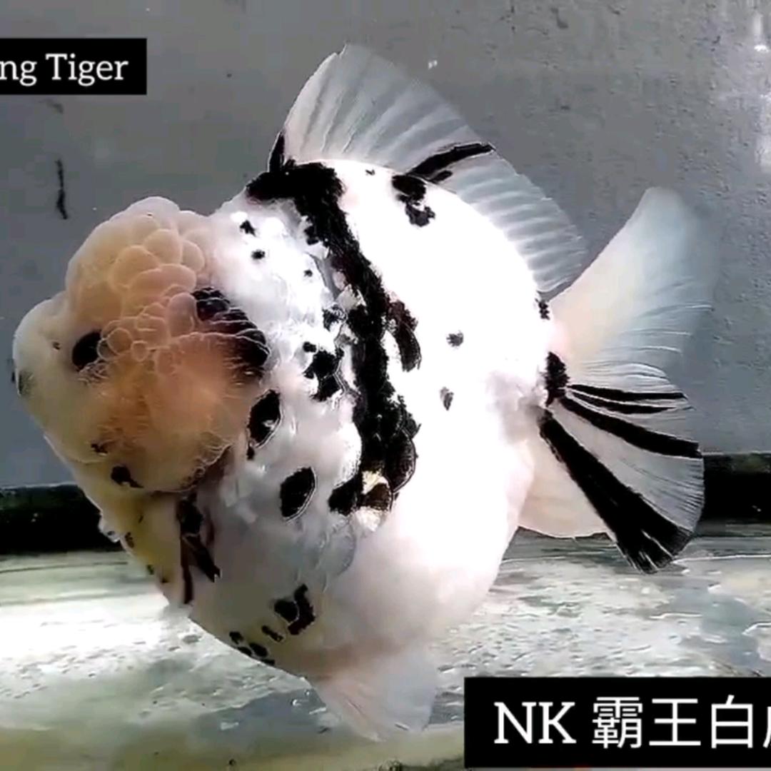 NK白虎金鱼4S店
