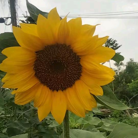 樊姐🌻🌻💐🌺🌹🌷
