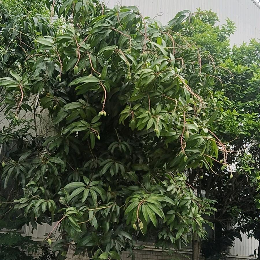 西安家政罗老师(5)