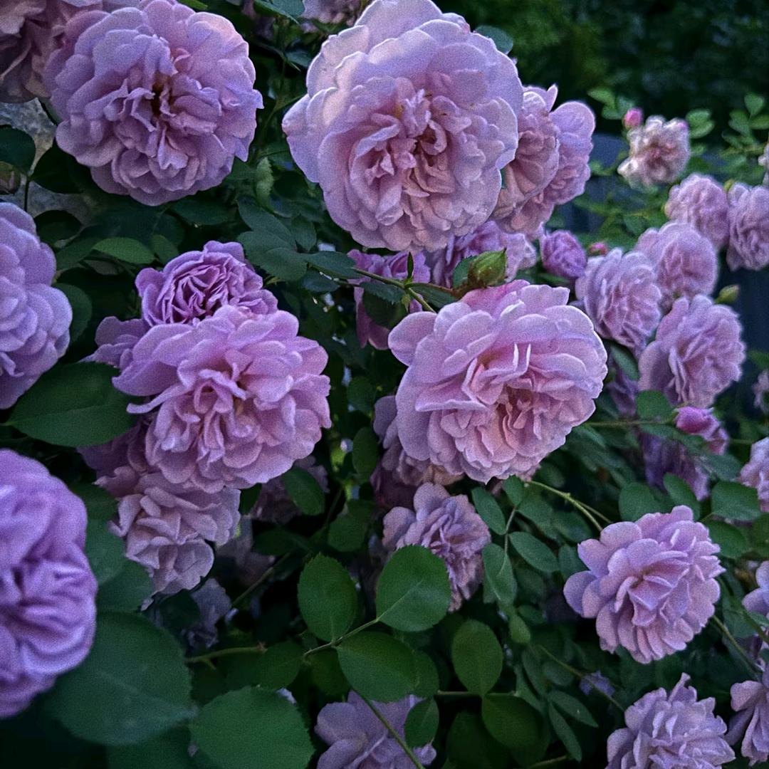 像风一样自由🌸