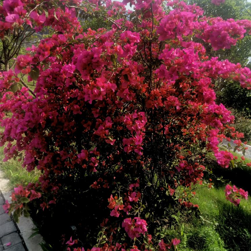小芳🍎🍎