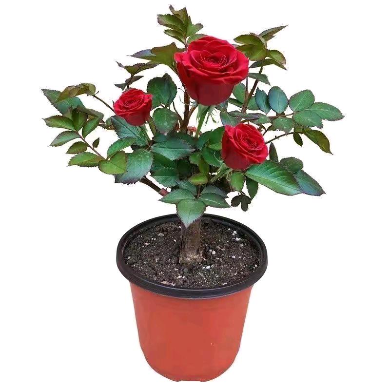 快乐一生🌹🌹🌹