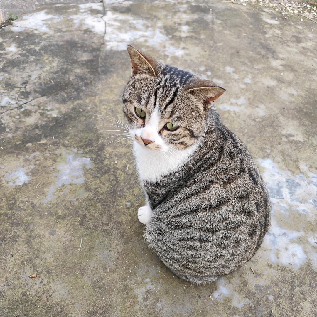 土豆杨杨