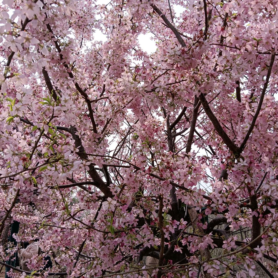 草莓