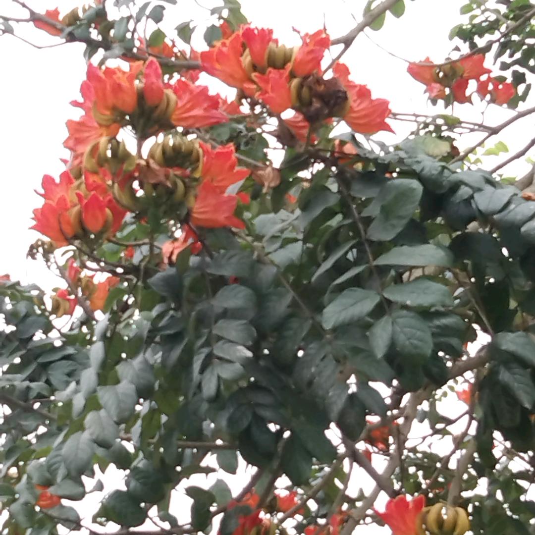 开心果👨‍🚒