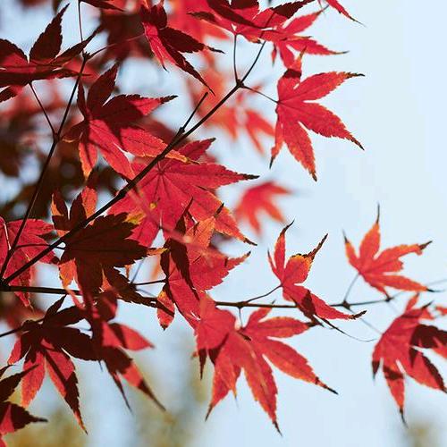 …维她命🍁