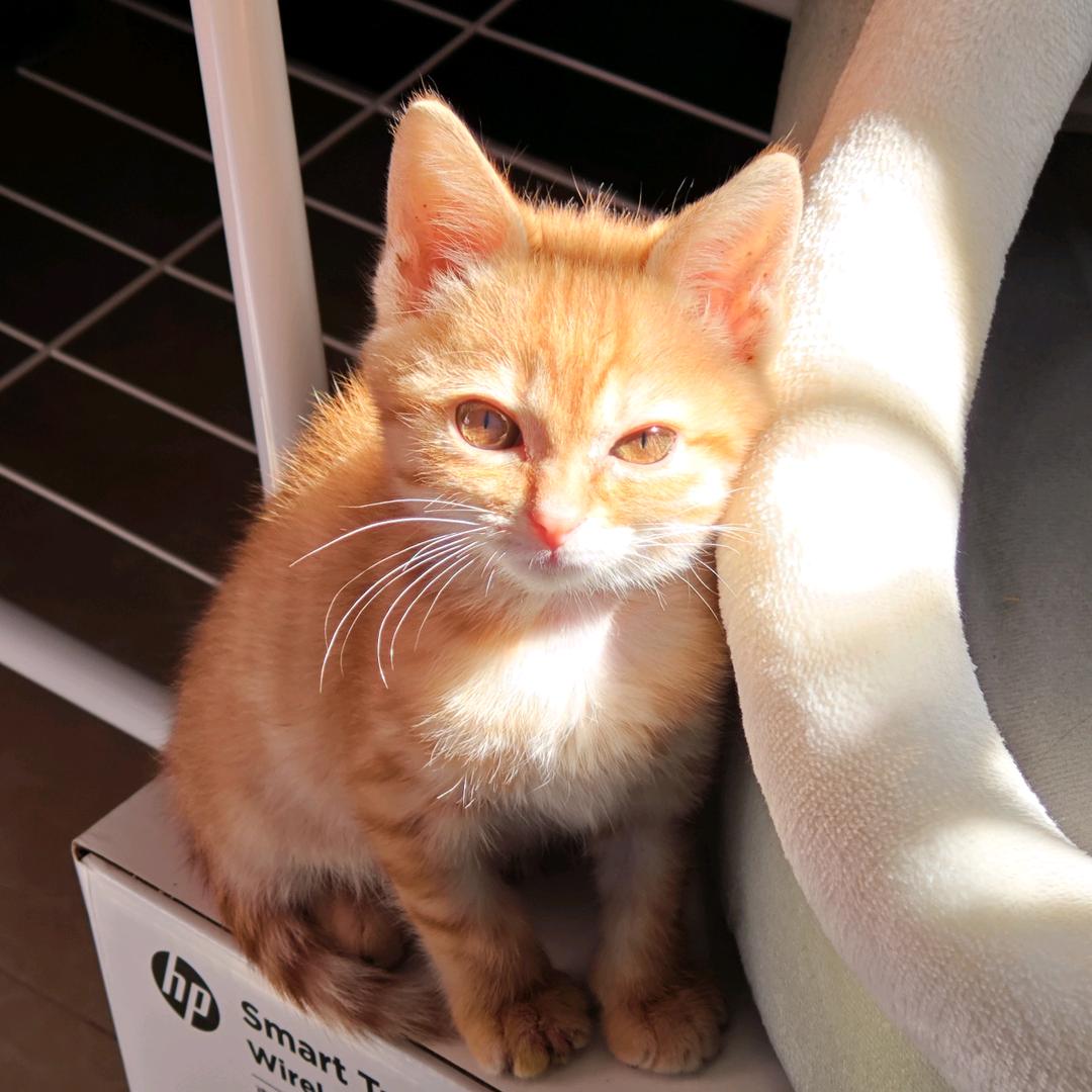 希希是只小臭猫🐱