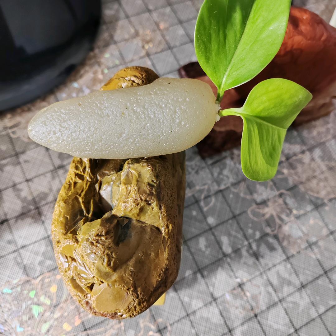 魅力无限
