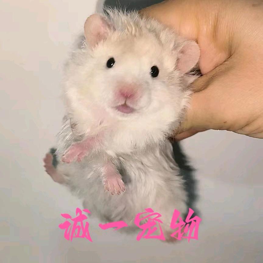 诚一宠物