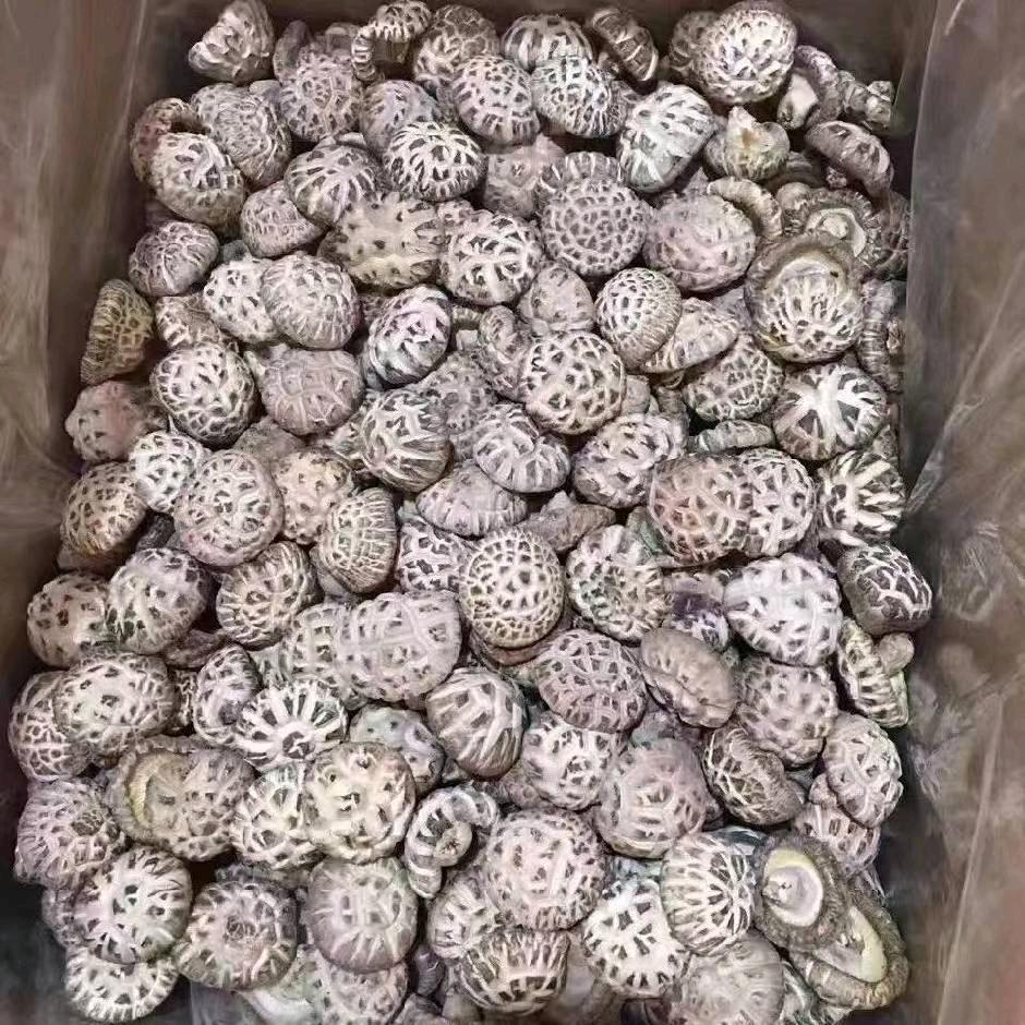 ꦿᮁ໊花菇娘ꦿꦿ᪲এ᭄