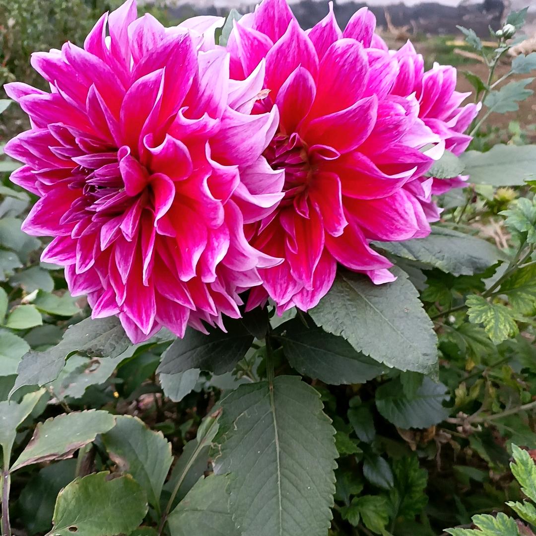 小米兜～小米粒