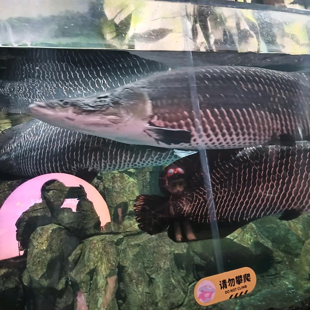 为什么苹果会甜