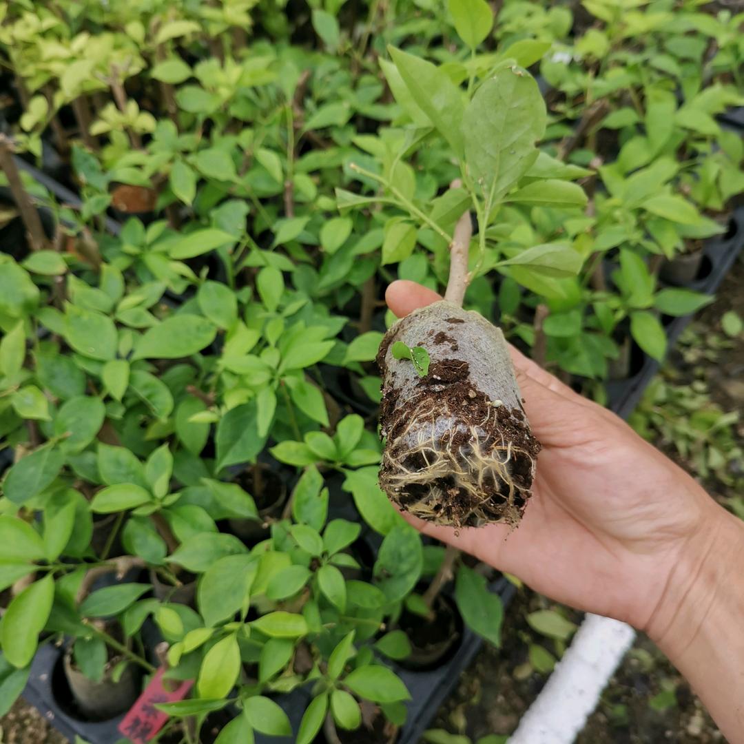 毅彬三角梅基地