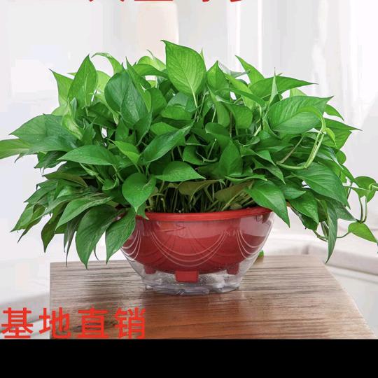 叫我丁丁