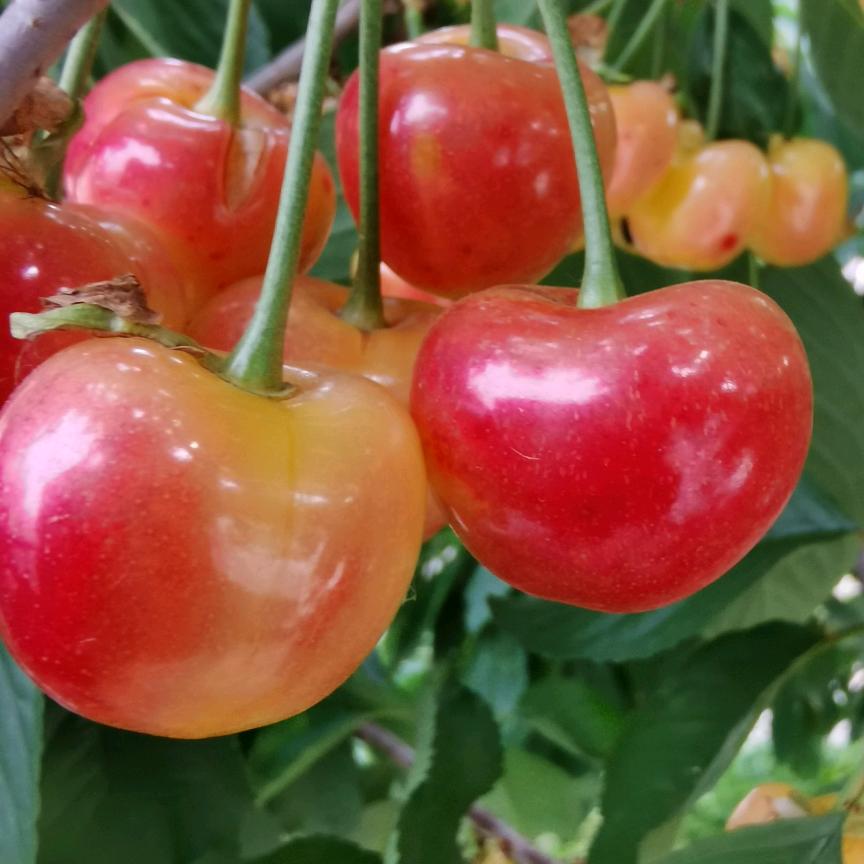 鲁樱车厘子 吉塞拉新品种（土生金生态）