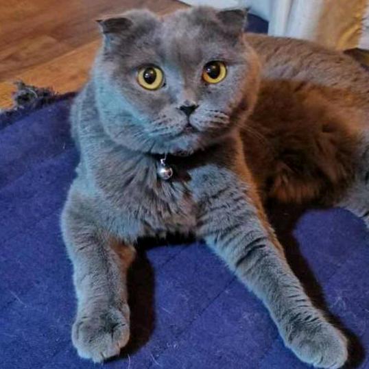 山谷猫庐