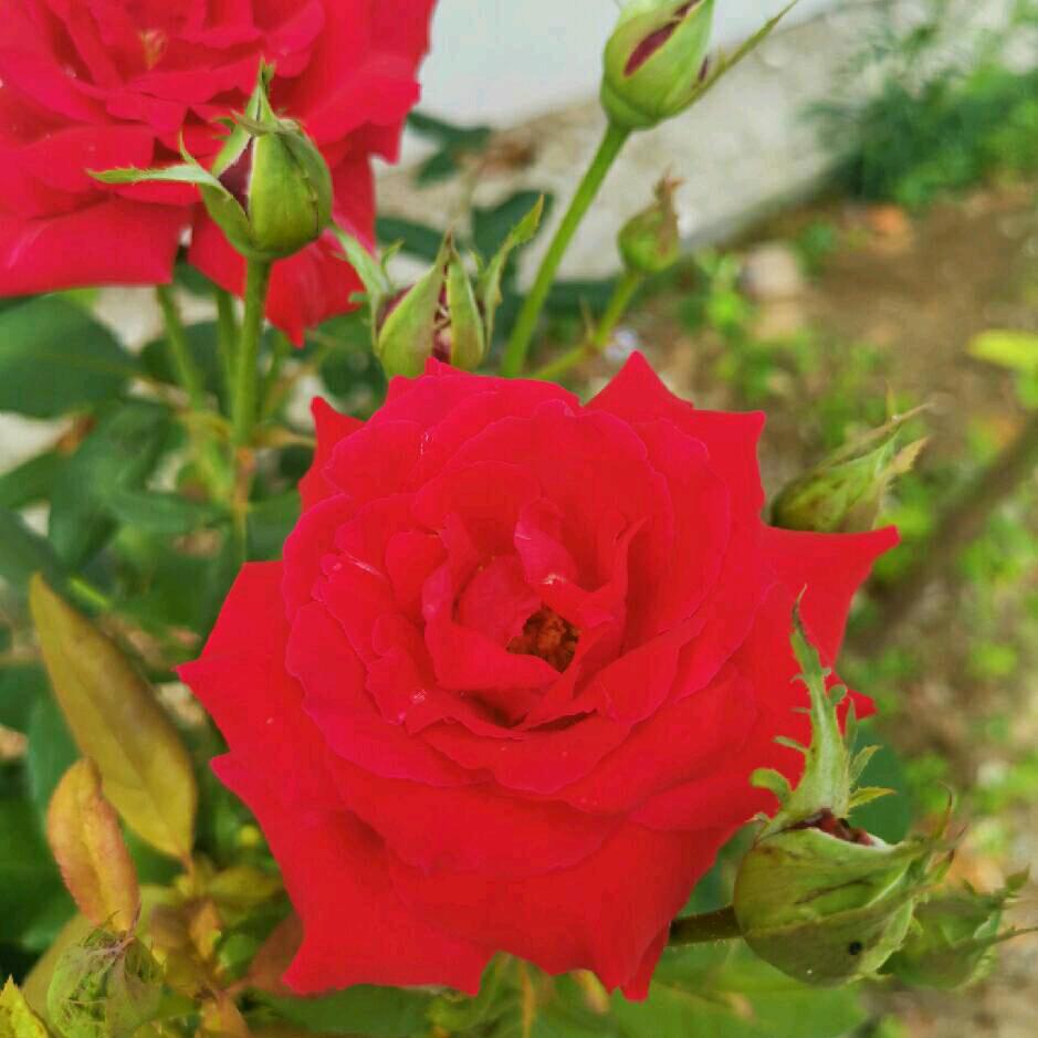 全家幸福🌹🌹