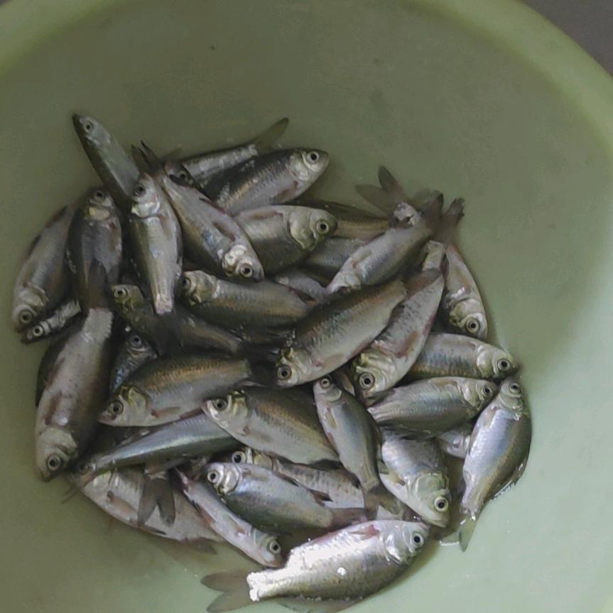 野河逗小鱼