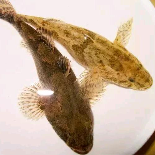 浙江虎头鲨鱼苗出售基地