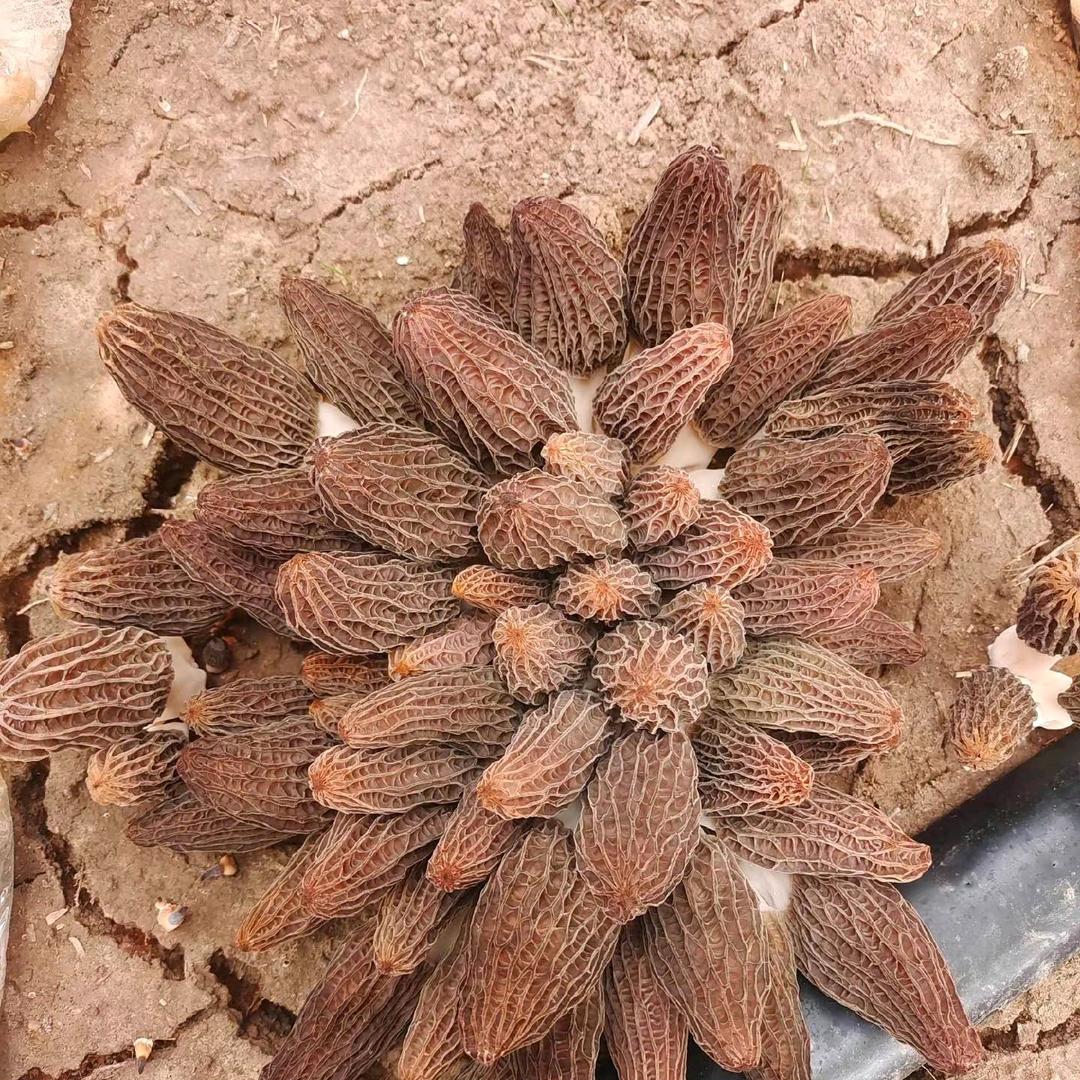 羊菌菇种植——刘玟