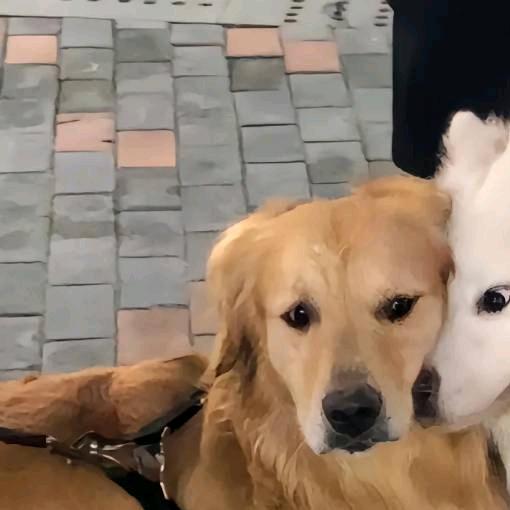 对方正在长头发