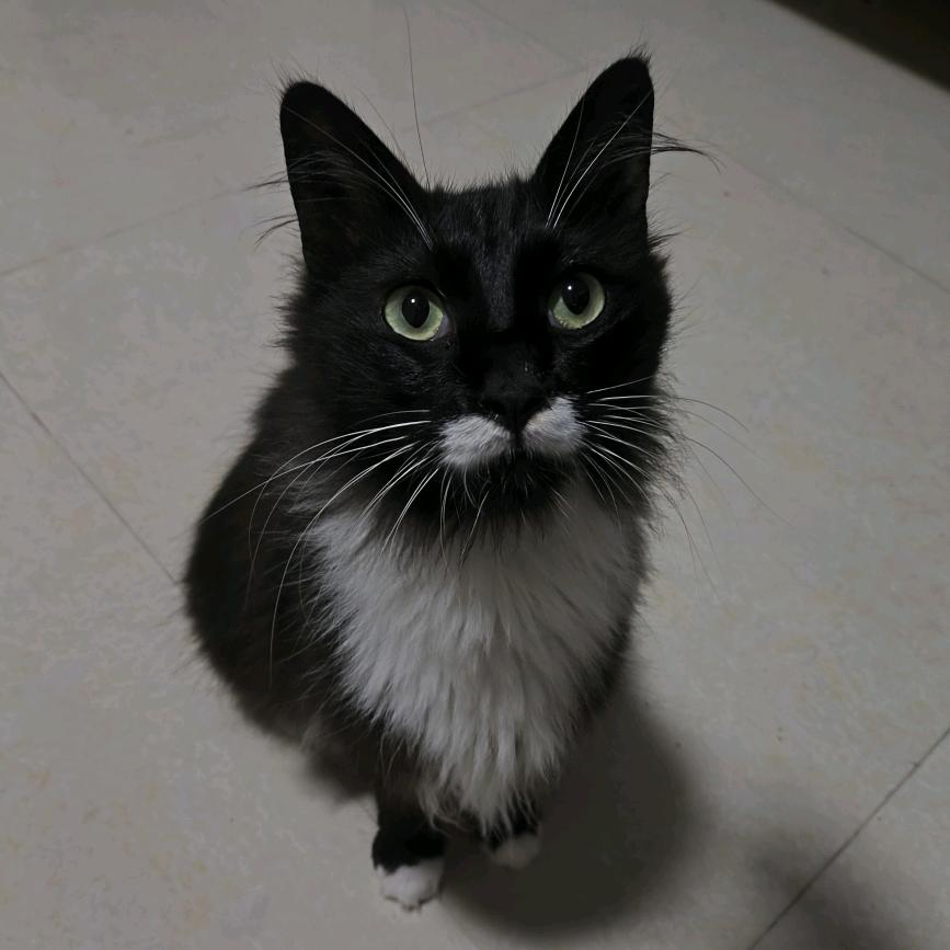 中成人事东篱醉