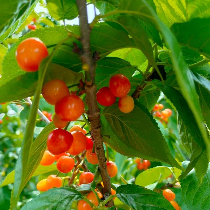🍒樱桃草莓🍓