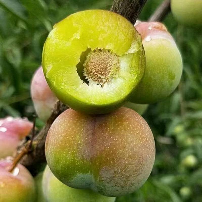 四川脱骨茵红李