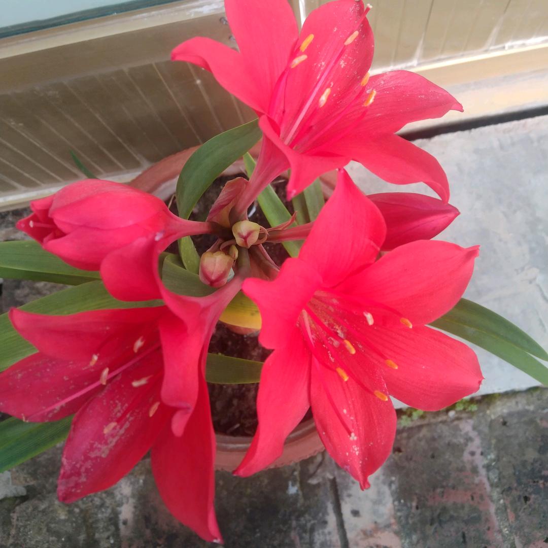 砌砖总队砖头哥🐮v