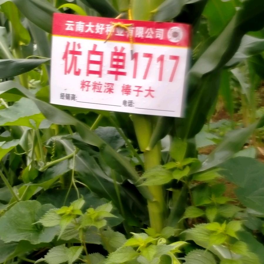 顺其自然