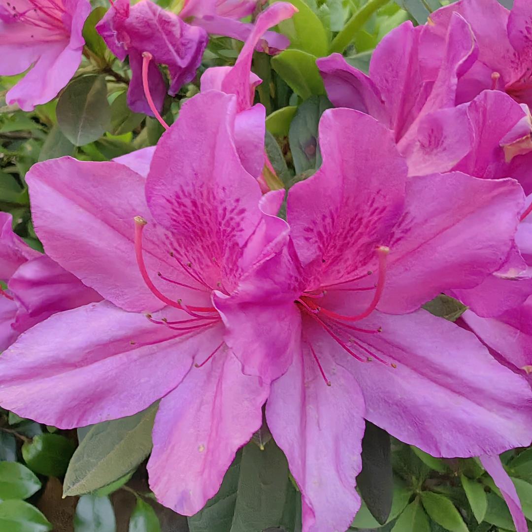 向阳花