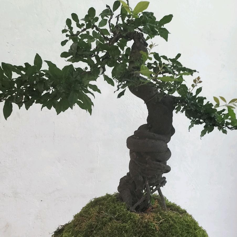 宏雅园艺金弹子专业