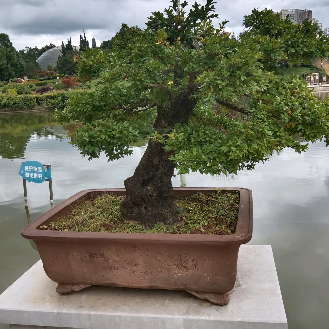 小陈盆景桩园