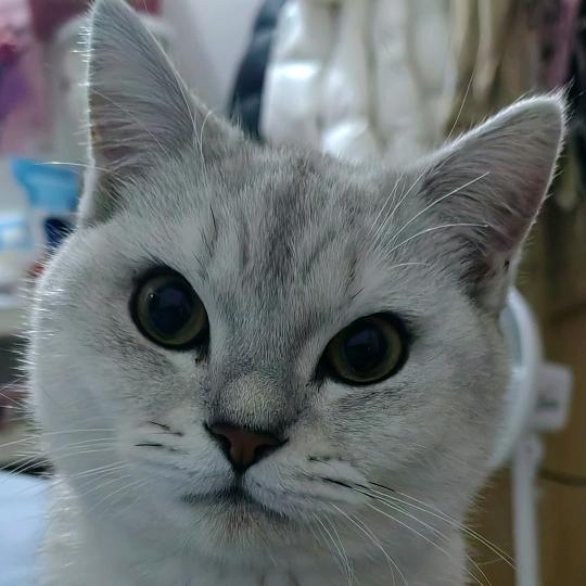 哇撒