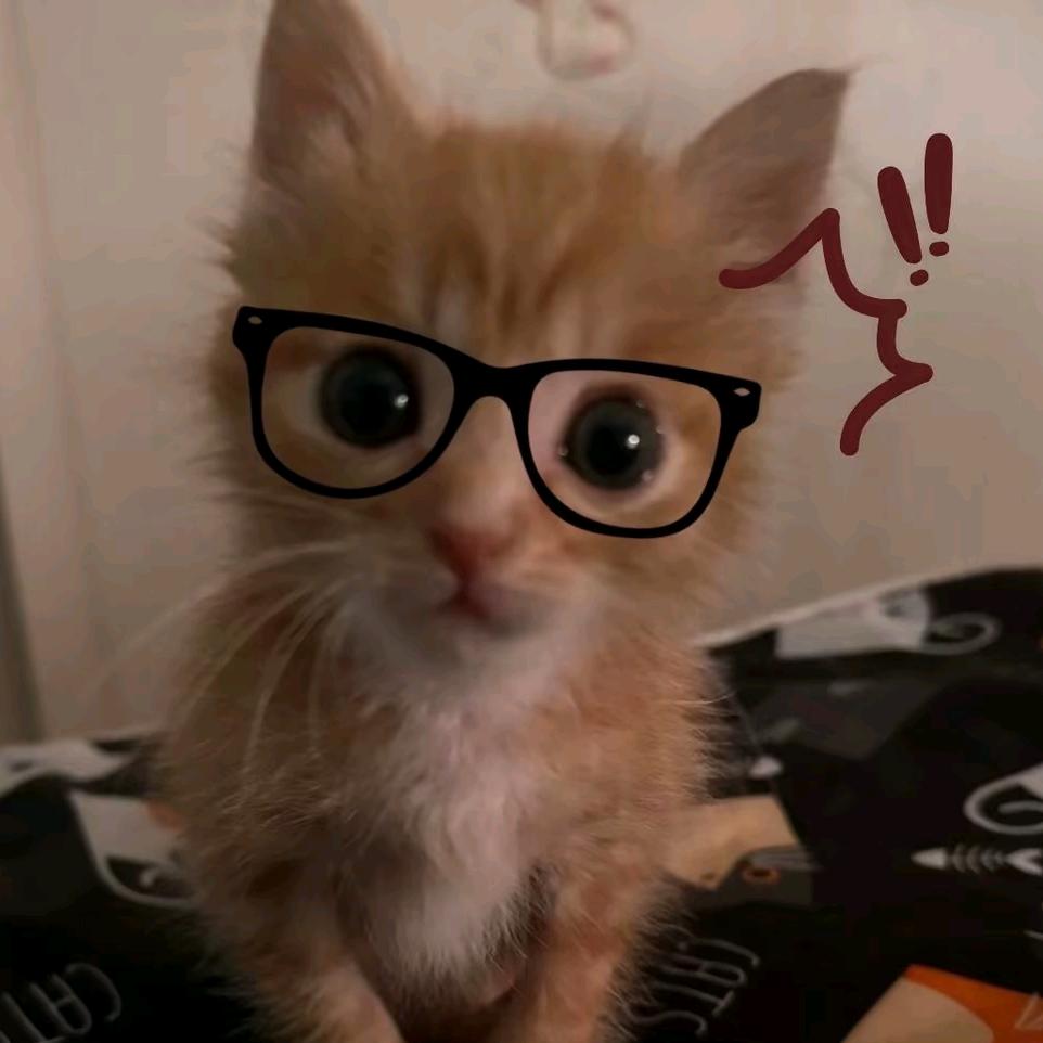 ⁺.꒰ঌ小琳大帝໒꒱·ﾟ