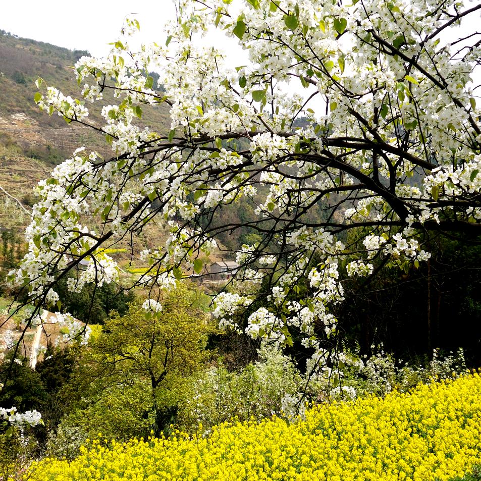 八台镇梨树垭村