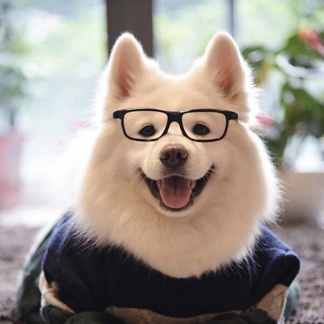 八戒说狗