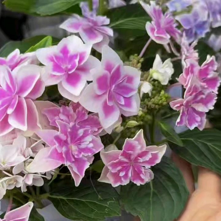 小芮