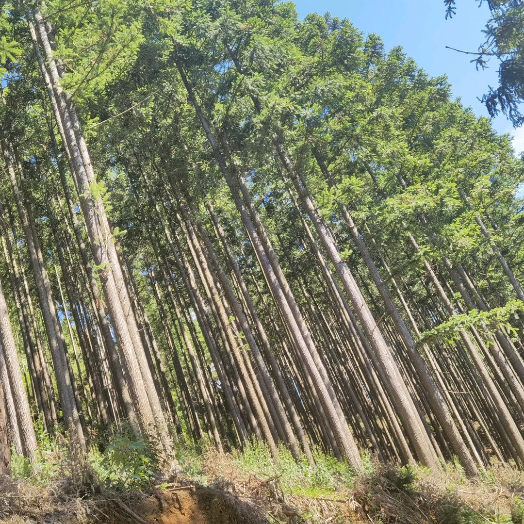 羽墨