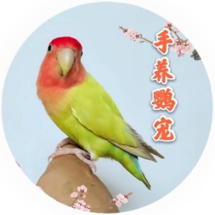 手养鹦宠（教程）