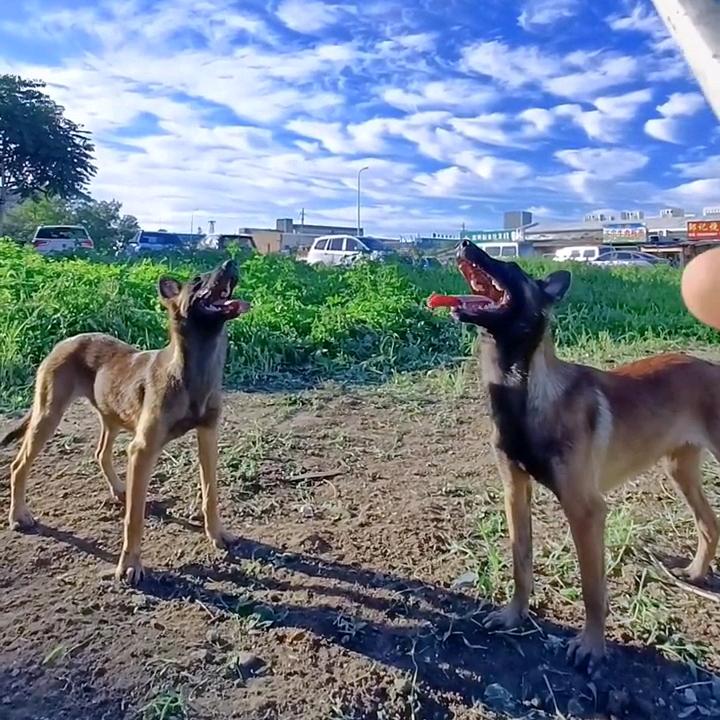 一只会飞的狗🐕