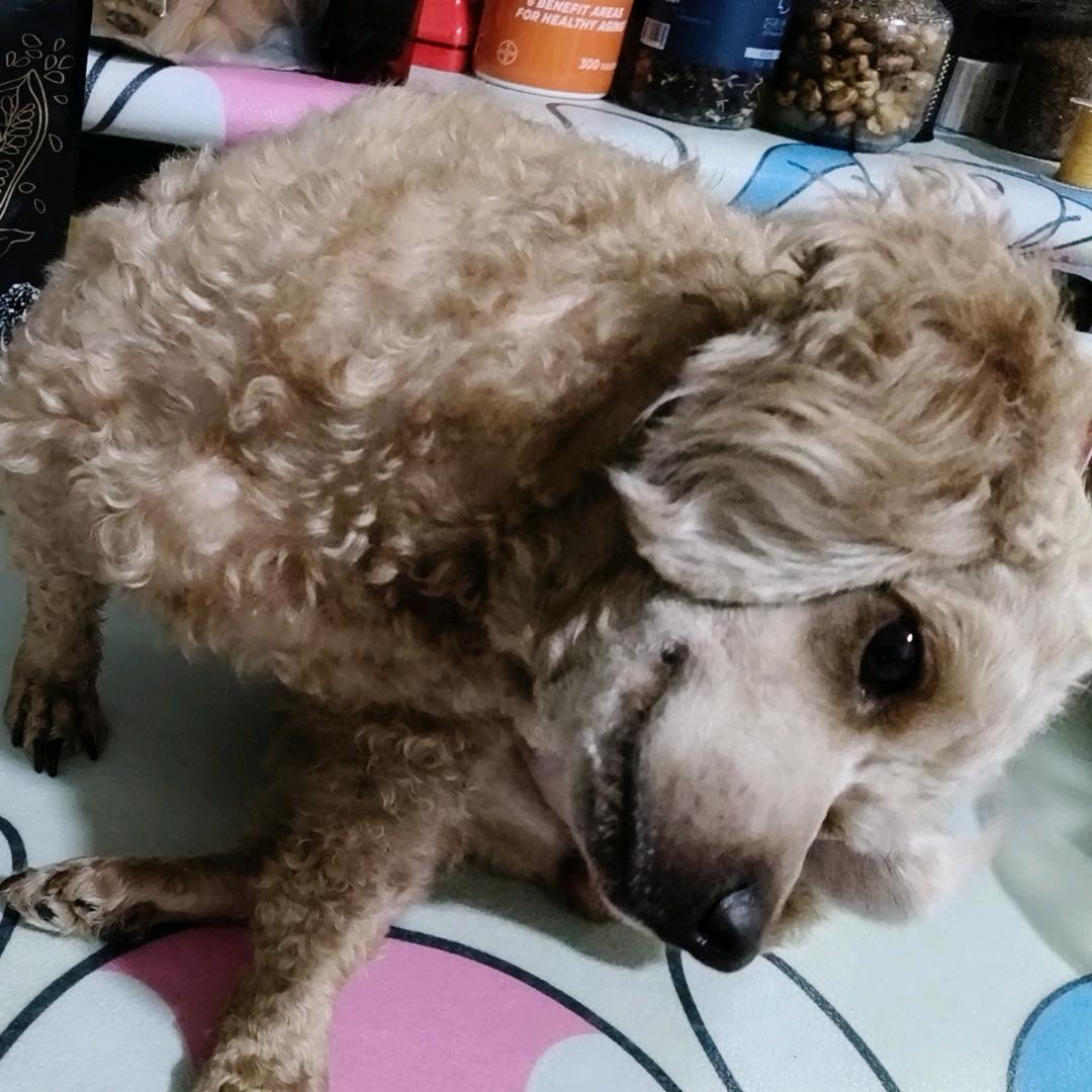 多米来啦