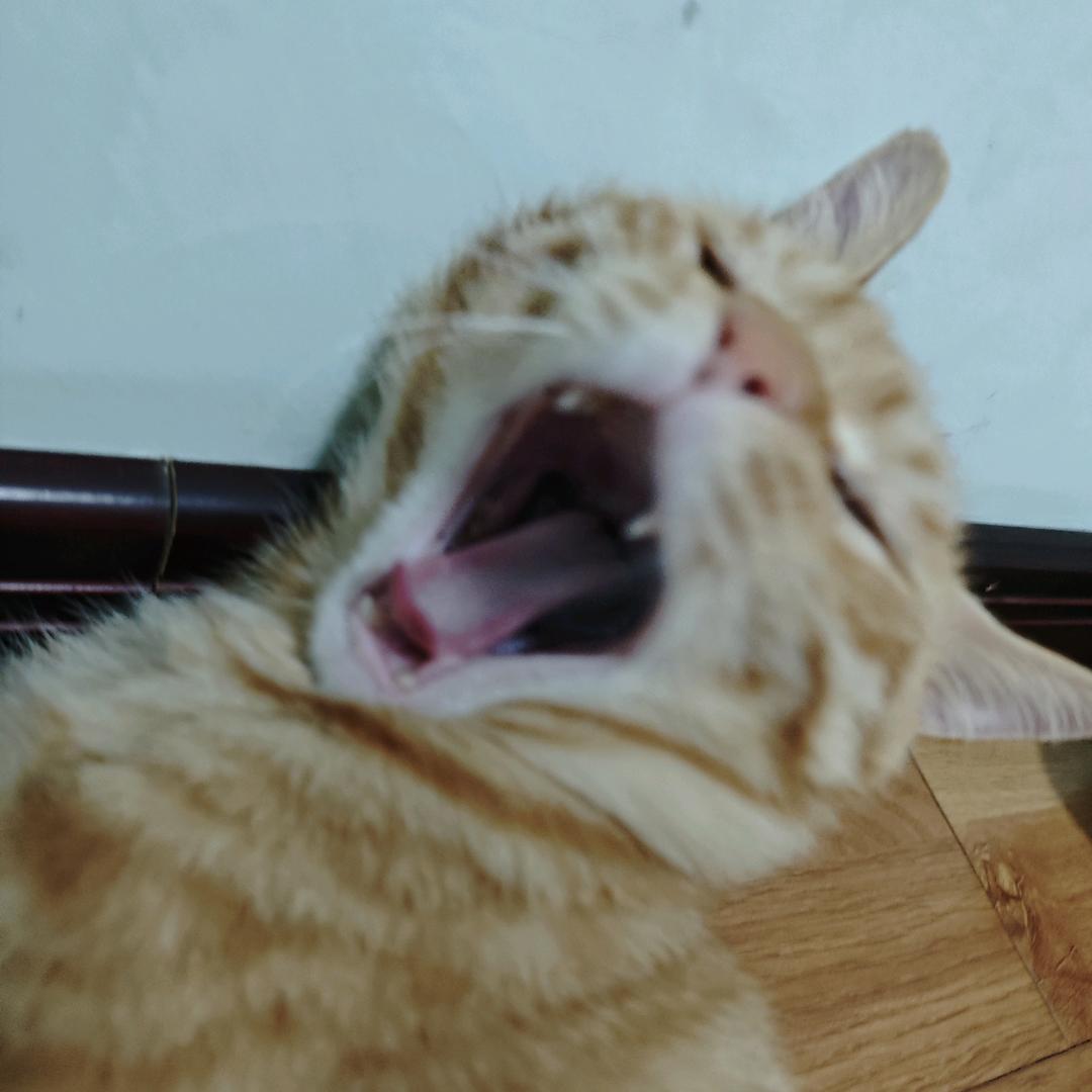 想吃的东西很多