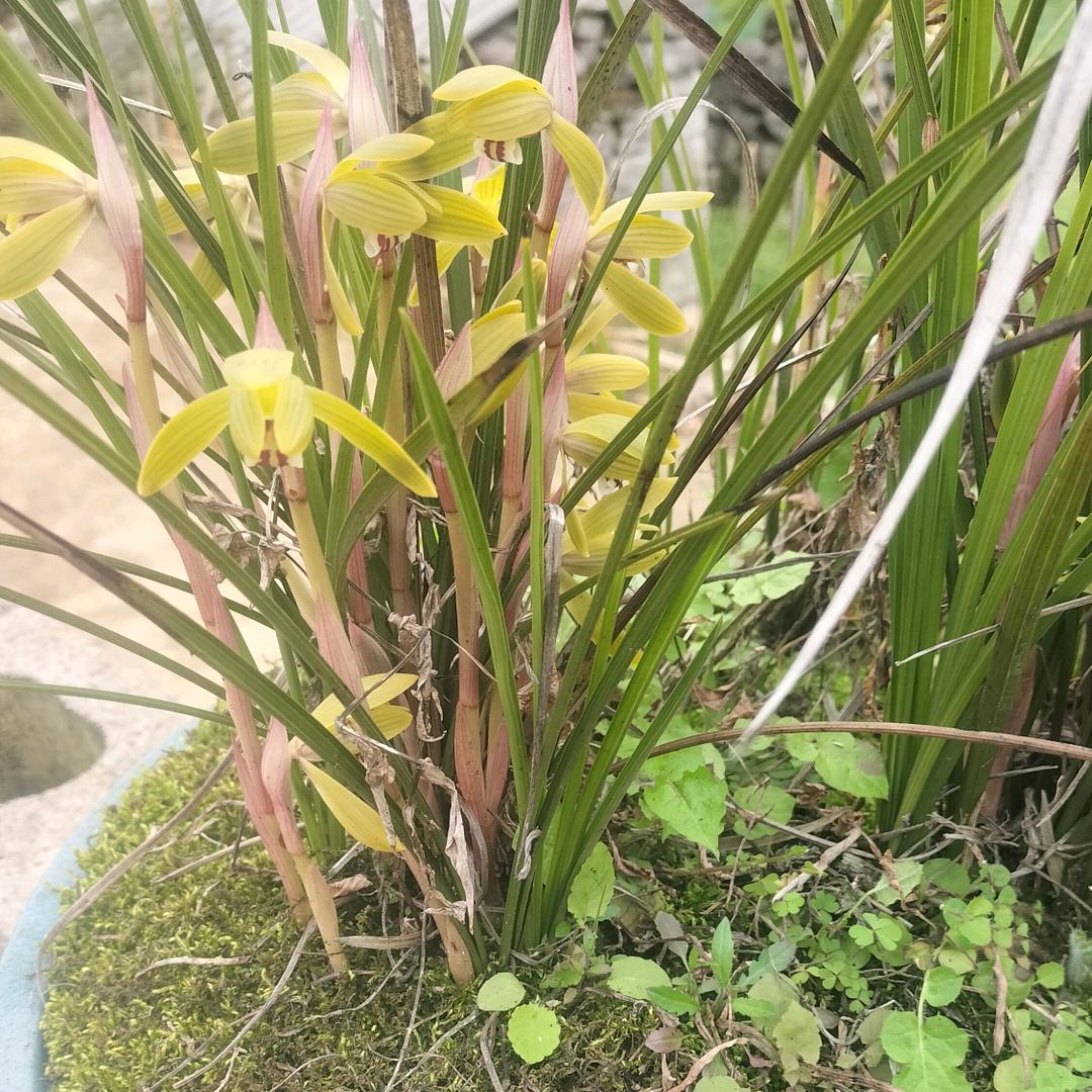 小强哥