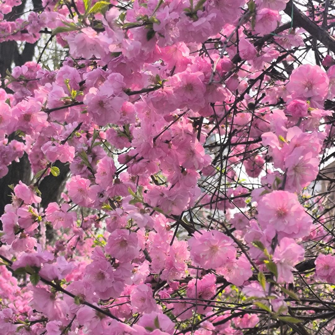 优雅的微笑_2470