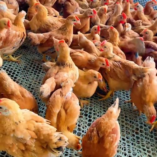 雄牧_小李聊养猪