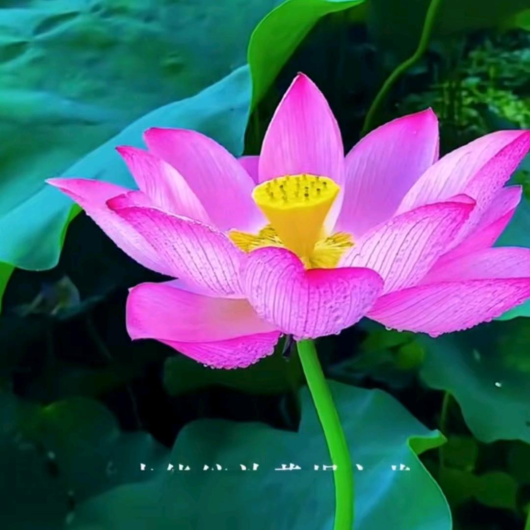 释妙音