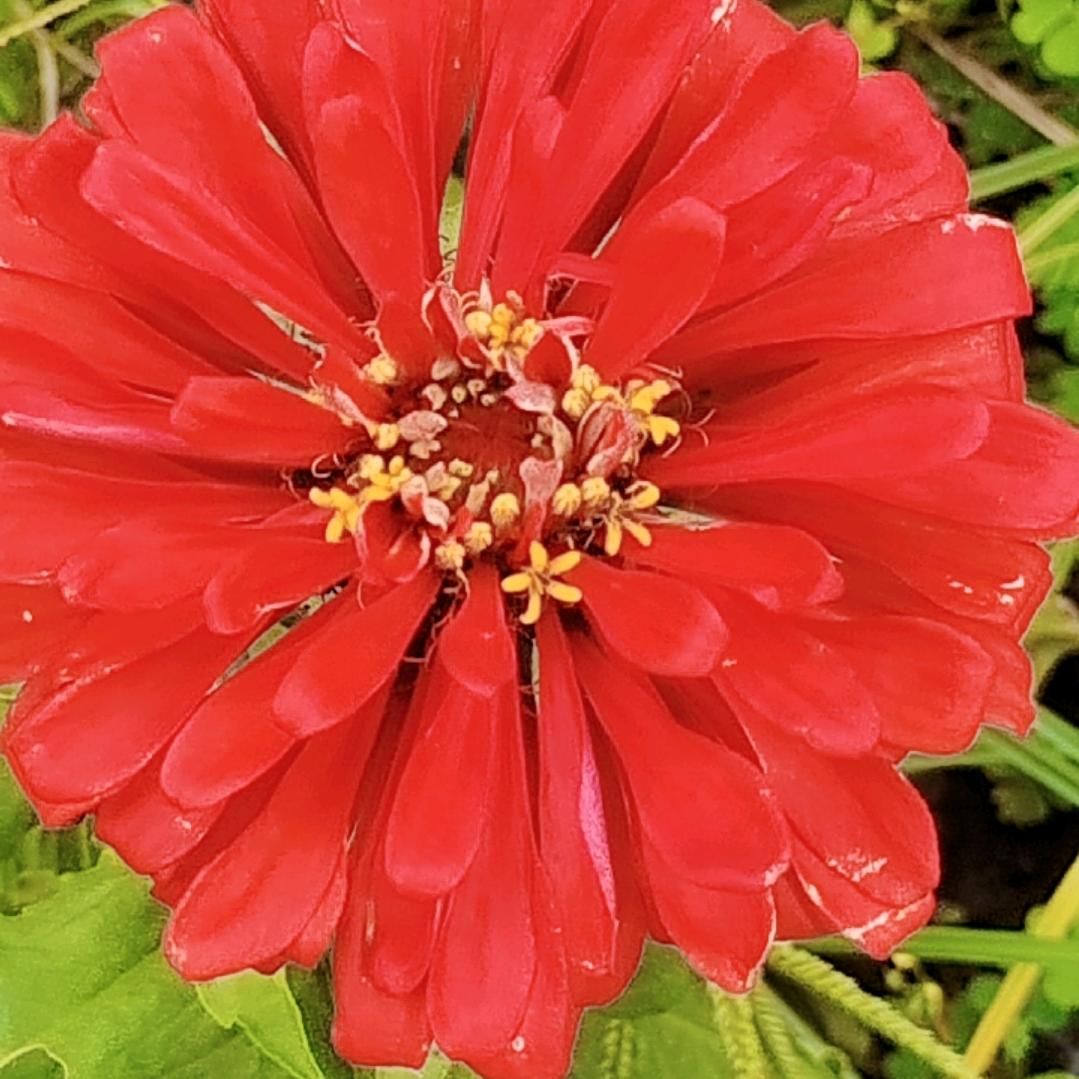 朵朵红花