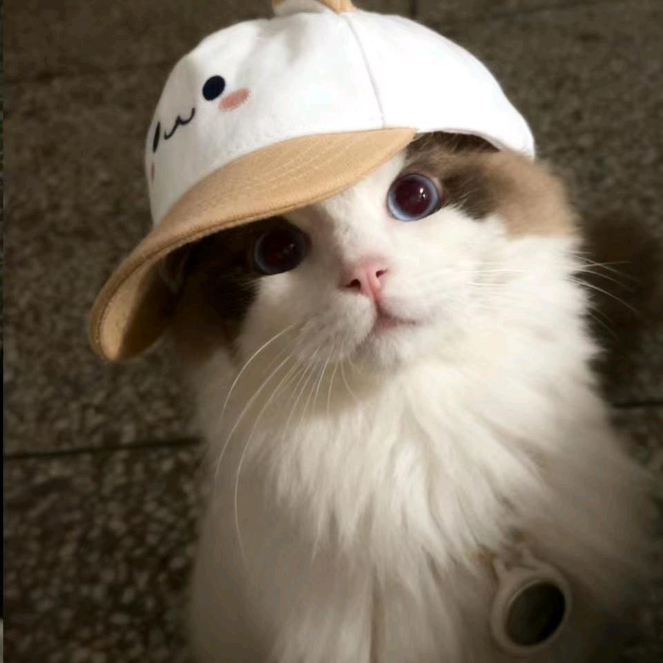 Cola